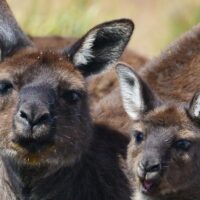 Safaris