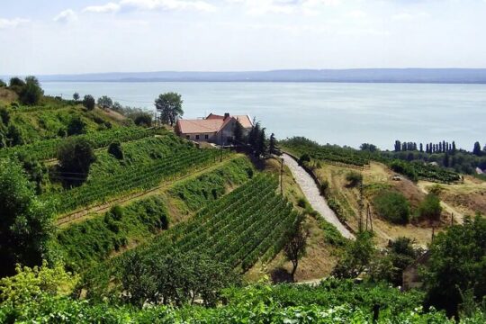 Full-Day Small Group Lake Balaton Wine Tour