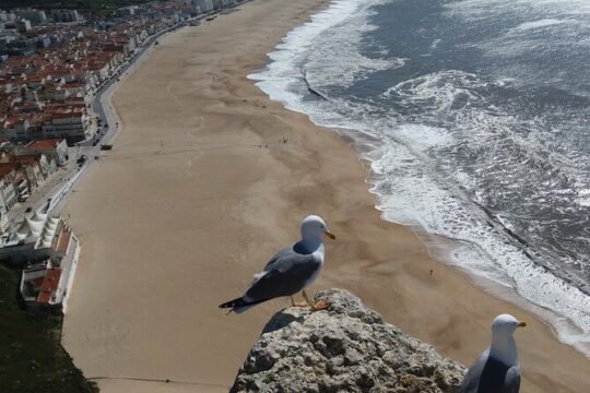 Nazaré Express; Home to the biggest waves in the world.