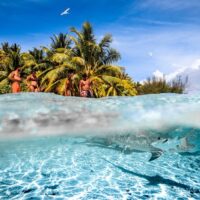 Jet Boats & Speed Boats