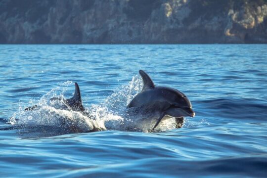 Guided Dolphin Watching in the Arrábida Natural Park