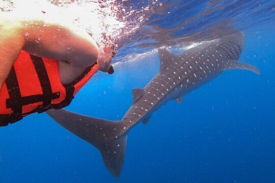 Whale Shark and Snorkeling Adventure from Isla Holbox