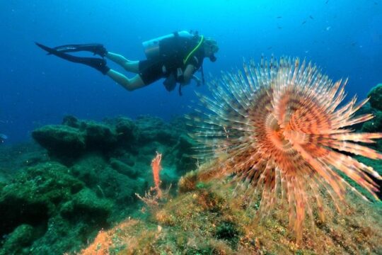Discover Scuba Diving From Kusadasi Port / Hotels