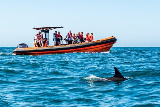 Dolphin Watching Cascais