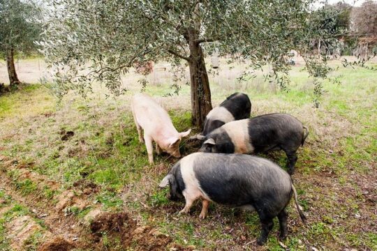 Farm Tour: the Cinta Senese Tuscan pig