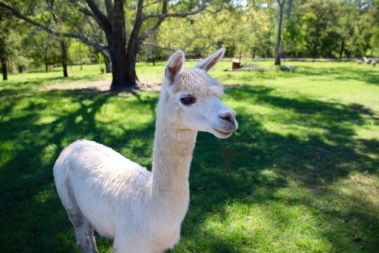 Half Day Animal Tour