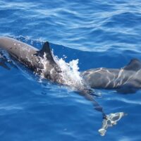 Cruises, Sailing & Water Tours
