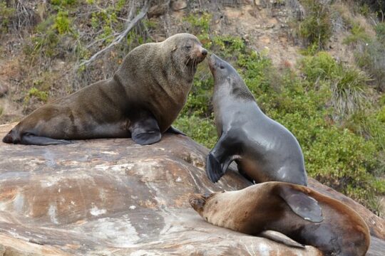 Sydney Kayak Seal Encounter Adventure with Gourmet Food