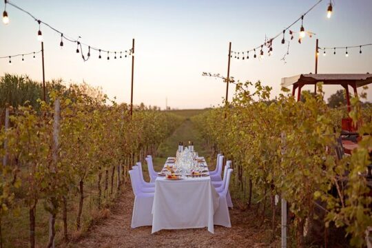 Romantic Dinner in the Vineyard at Poggio ai Laghi Winery