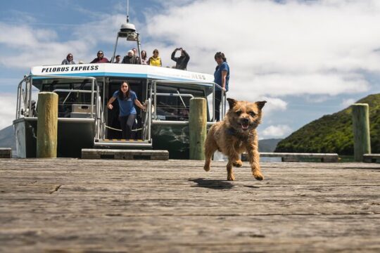 Full Day Marlborough Sounds Mail Boat Cruise