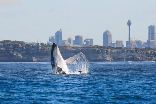 Whale Watching Sydney 2-Hour Express Cruise