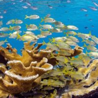 Scuba Diving