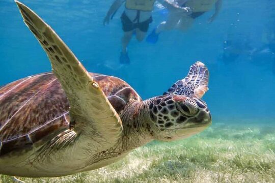 Akumal Bay snorkeling, plus 3 cenotes and great food
