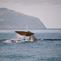 Boat Tours