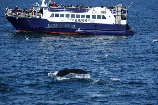 Whale Watching and Marine Life Tour in Reykjavik
