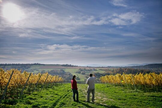 Wieliczka Vineyard: Wine tasting with local snacks