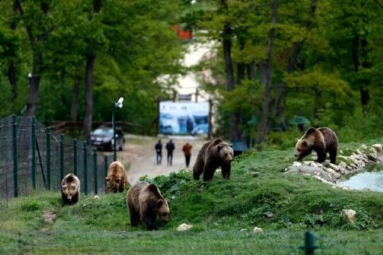 Bear Sanctuary and Bran (Dracula's) Castle - Private Day Tour