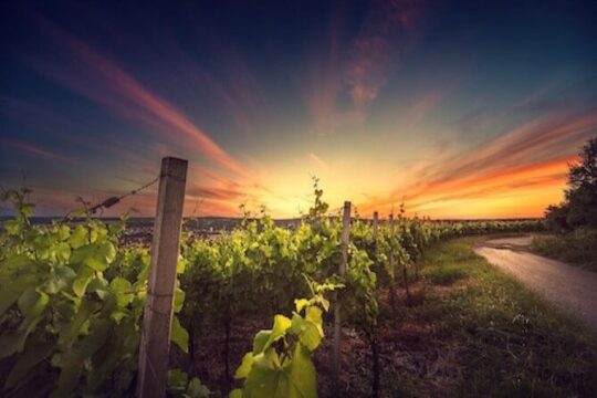 Kefalonia Private Wine Tour