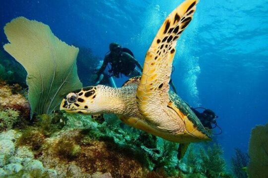Two Reef Dives for Certified Divers in Cancun