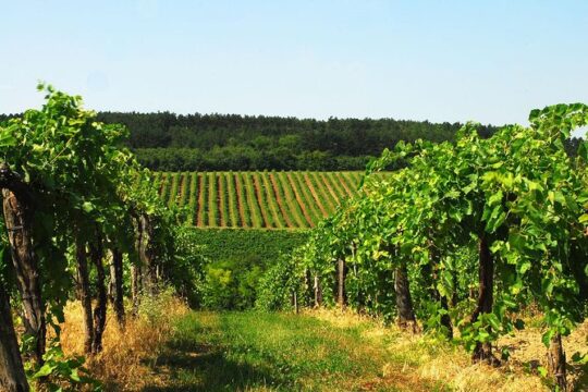 Wine Tasting Experience in Etyek Wine Region with a private air conditioned car