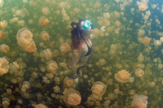 Jellyfish Lake, Milky Way, Beach and Rock Island Tour