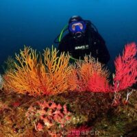Scuba Diving
