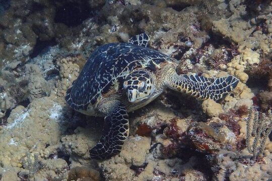 Scuba Diver Certification Course