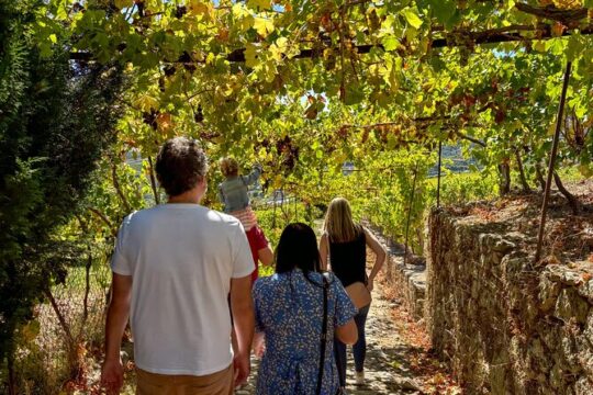 All-Inclusive Douro Tour | Start in Peso da Régua