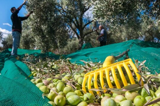 Live the experience of the olive harvest