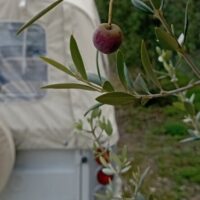 Street Food Tours