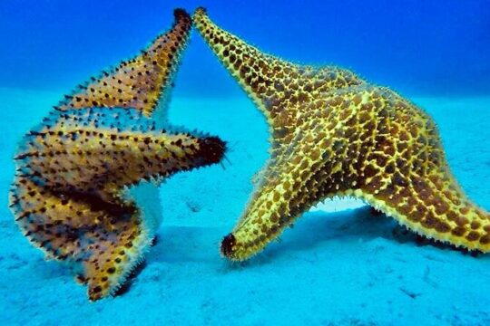 Full day tour in Catalina from Punta Cana