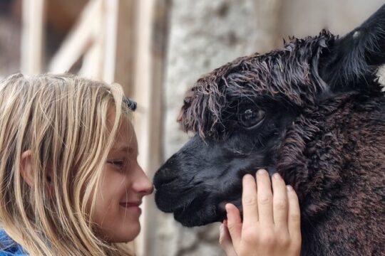 1 Hour Walking with Alpacas in Nomenj