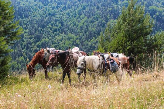 5-Day Horse Riding Tour in Caucasus