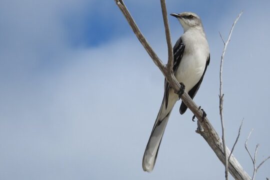 Merida Yucatan Birdwatching Activity