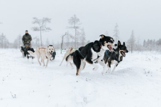 Arctic Huskies & Reindeers, Snowshoeing in Wildness