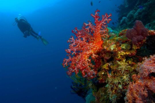 Catalina Island Scuba Diving - Amazing Full Day Tour!