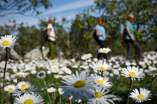 Hiking tour Vidova gora and visiting Museum of olive oil