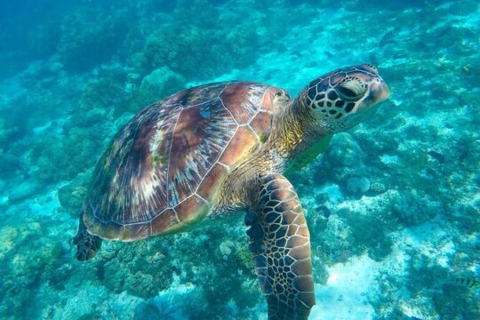 The great snorkeling adventure at the Riviera Maya private tour