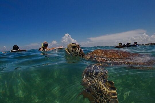 Private Experience in Akumal with Snorkeling