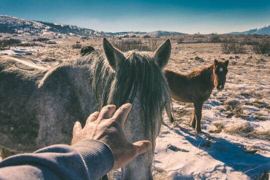 Horseback riding in Goranci
