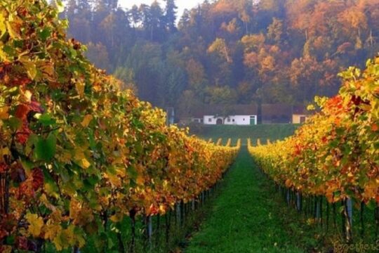 Private Wine and History Tour to Villany and Pecs from Budapest with winetasting