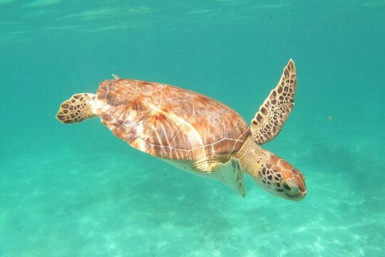 Tour to 4 private cenotes in our community