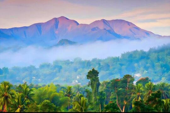 Private Blue Mountain tour from Ocho Rios