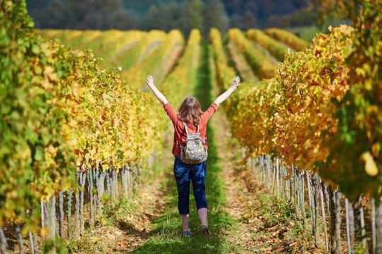 Chianti Lovers Tour- 2 Wineries and SuperTuscan Small Group from Lucca