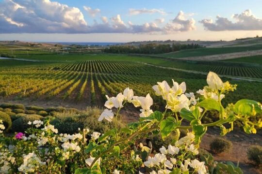 8 Days Private Rural & Historical Sicily tour with Food and Wine