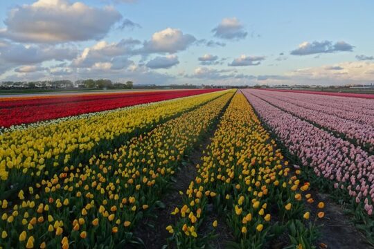 4 hours private tour to the famous colourfull flower fields from Amsterdam