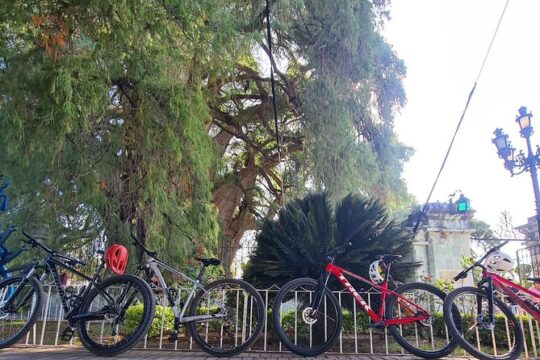 MTB Bike Tour: Tule Tree through the country-side