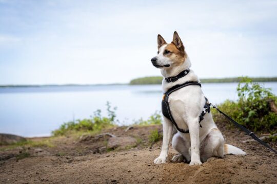Arctic Hiking with Lappish Dogs