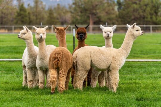 Alpaca Meet and Feed in Grândola
