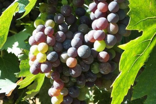 Degustazione del Vino Chianti,visitando Castellina & Greve,in Toscana da Firenze